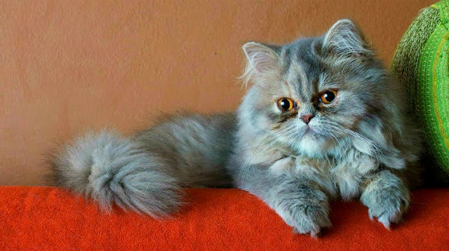 Persian cat