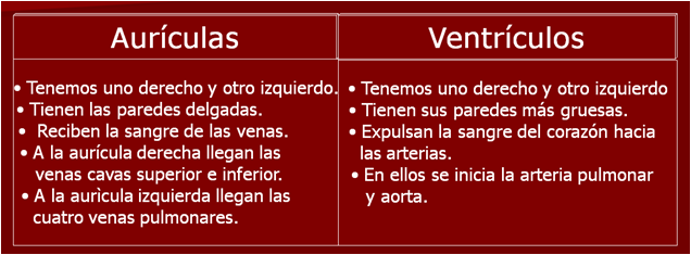 partes del corazon. de las partes del Corazón