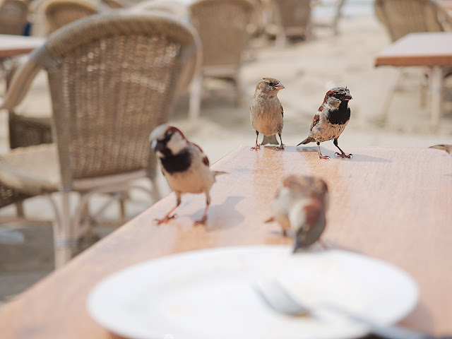 Haussperling sucht Kuchenkrümel