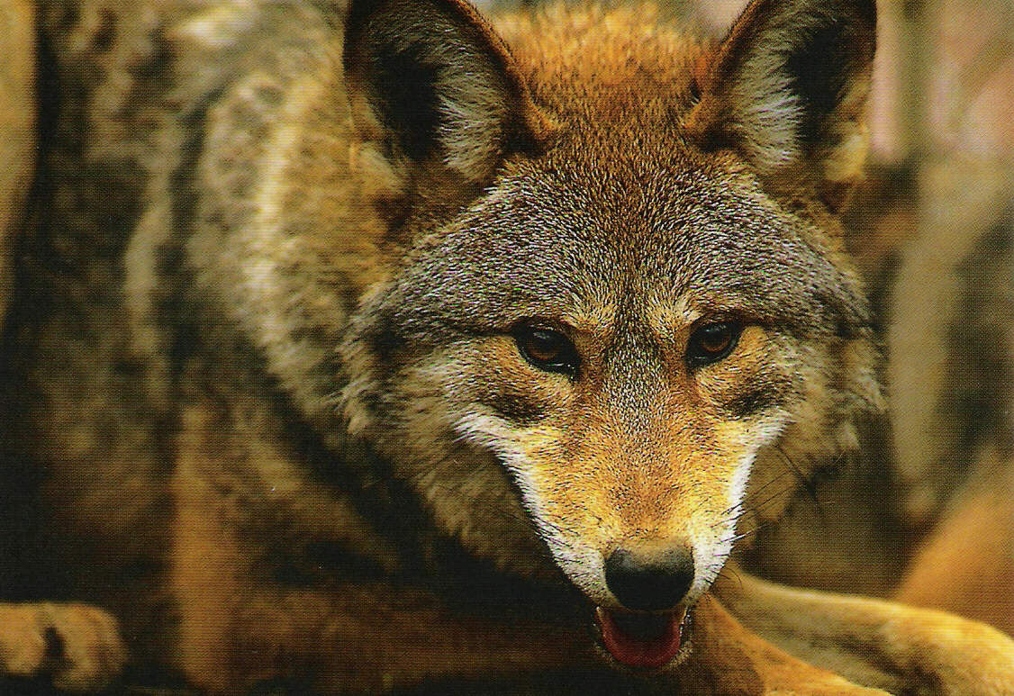 Let's Draw Endangered Species! : ): Red Wolf