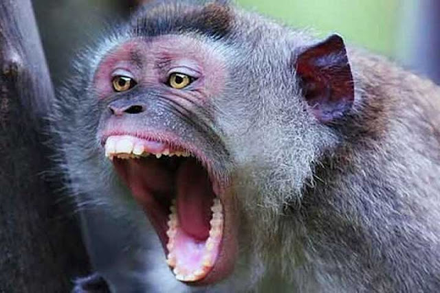 Video Balita Diseret Topeng Monyet Sampai Cium Aspal !