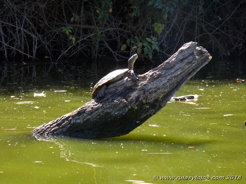 Kayak río Palmones