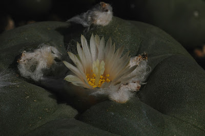 Lophophora flower