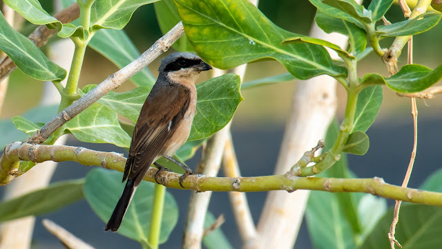 Red-backed Shrike