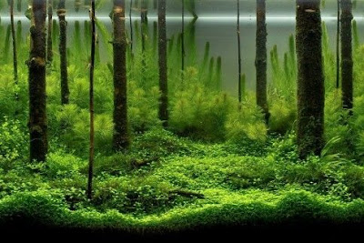 Desain Gambar Aquascape Forest