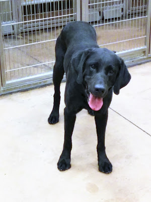 Black dogs are often overlooked at shelters due to poor lighting, poor photos, or people thinking larger black dogs look scary.