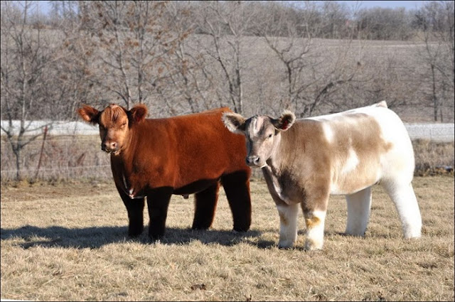 Fluffy Cows – Bovine have Models too 