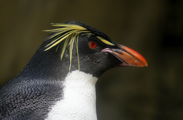 penguins photo