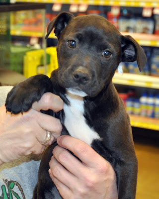 Venture being held by a volunteer at an adoption event