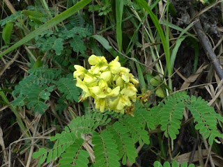 Caesalpinia decapetala - Caesalpine des haies 