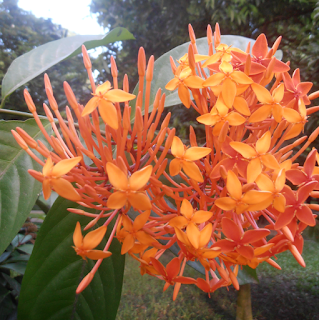 Ixora coccinea: Also known as Jungle geranium flower