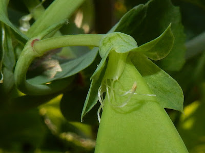 豌豆的花萼及雄蕊