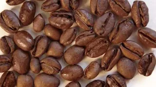 लाइबेरिका (लाइबेरिका कॉफी बीन्स)- Liberica Coffee Beans