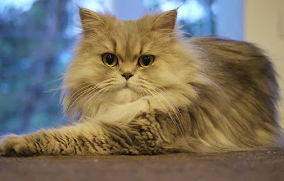 foto kucing persia bernama Chilerito milik Magnus Bråth