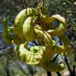 Algarrobo blanco Prosopis alba