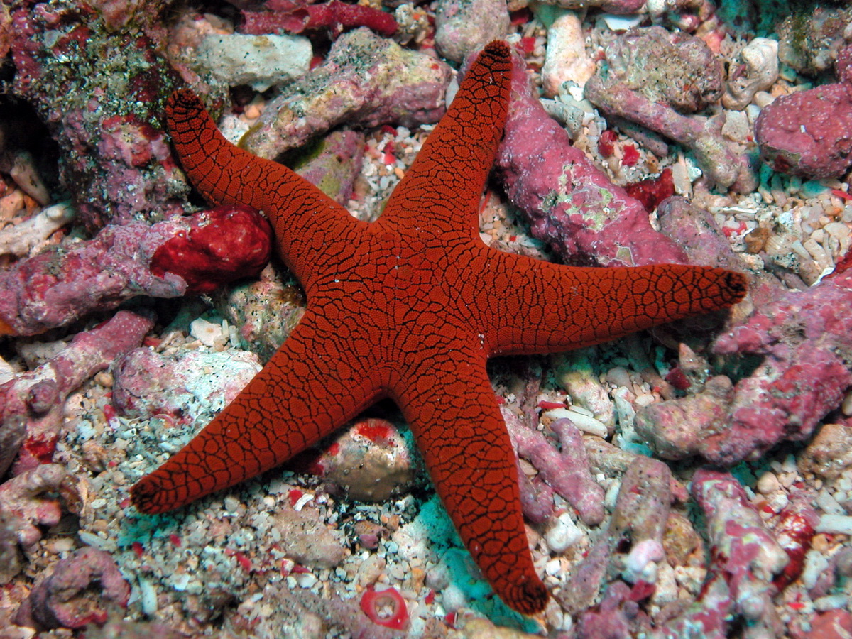  Echinodermata  Struktur dan Fungsi Tubuhnya Biologi 69