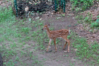 mid-June, whitetail fawn