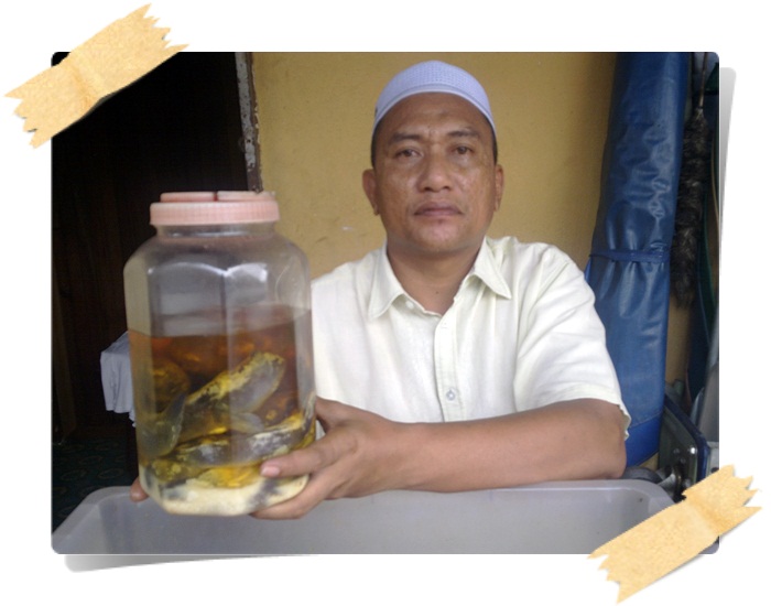 Menjual Ubat Kuat Lelaki: Ikan Belacak