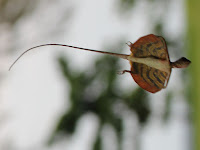 kadal terbang Draco Volans