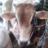 harga sapi qurban 2013 25054