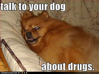 Dog Funny Picture