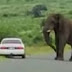 Em vídeo, homem abandona carro após elefante curioso se aproximar; assista