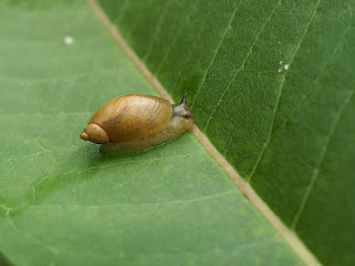 Escargot du Québec