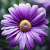 Planting Purple Daisy Flowers: Your Guide to Growing a Lavish Garden