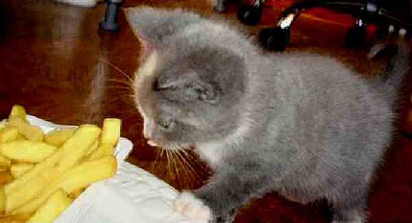 Wiki World: Kitten Loves French Fries - levity!