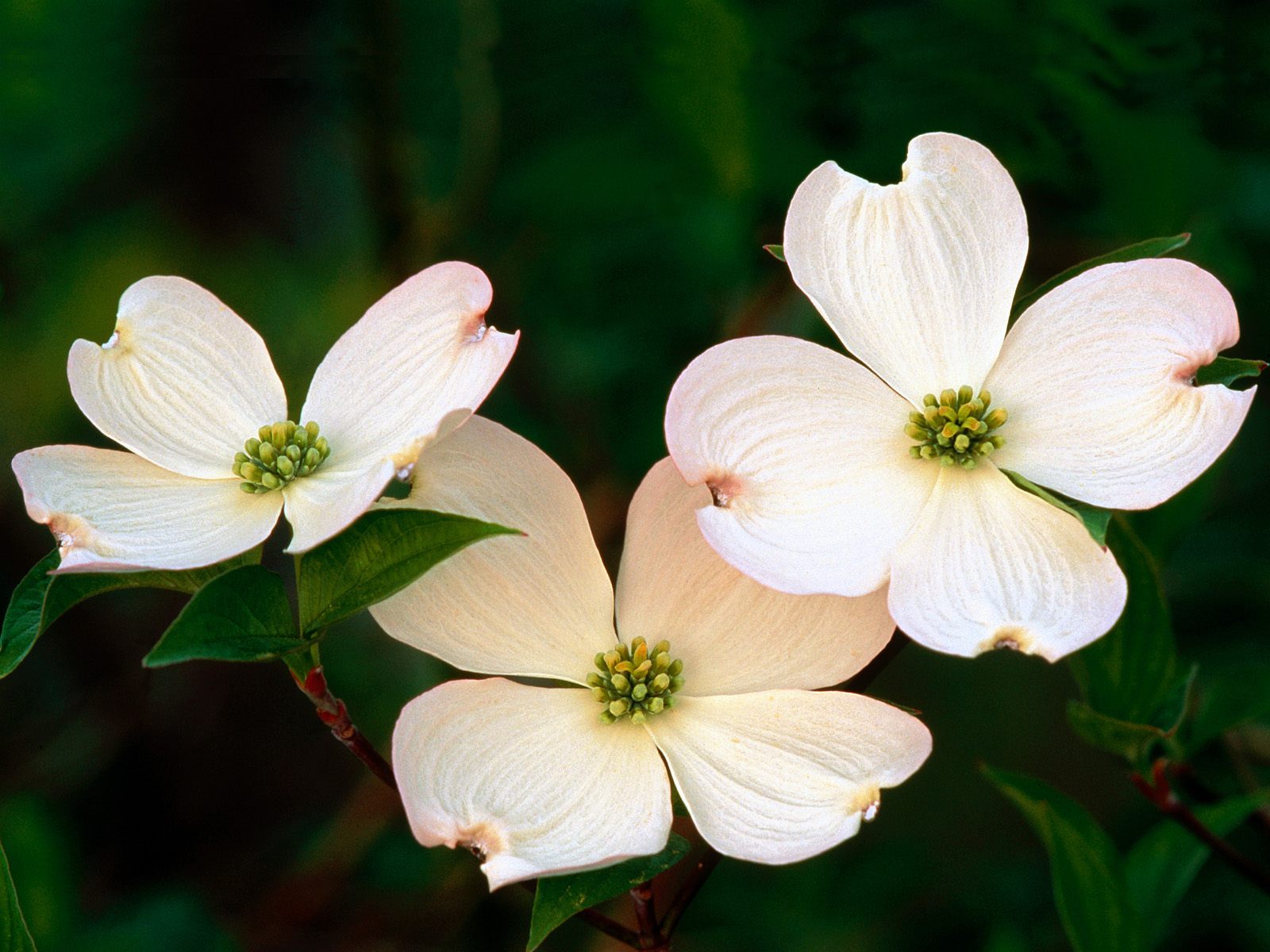 Easter and the Dogwood Tree