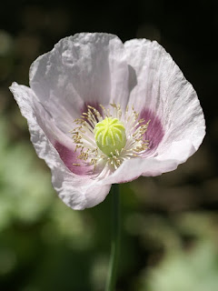 Papaver somniferum - Pavot somnifère