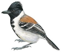 Black-crested Antshrike