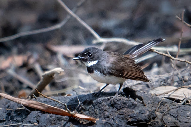 An Bui 2024 Dong Thap - Malaysian Pied Fantail (Rẻ quạt Java)