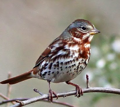 Suara burung fox sparrow untuk masteran kenari