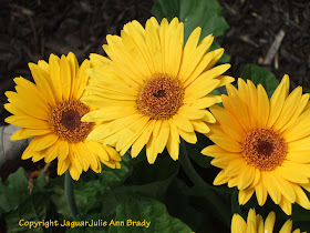 Three Pretty Yellow Gerbera Daisy Blossoms