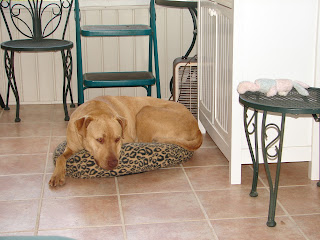 BUDDY, CANINE COUCH POTATO