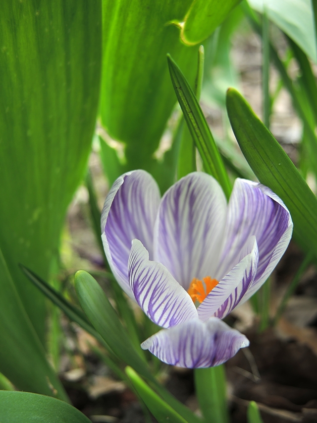 In mijn tuintje: meer lenteblommen!