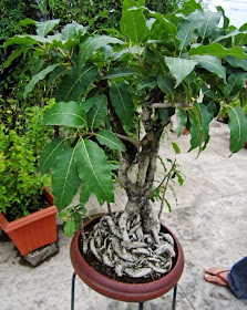 Pipal bonsai