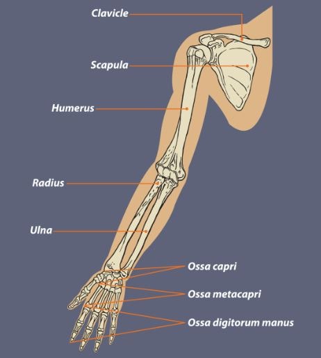 anatomi tulang lengan