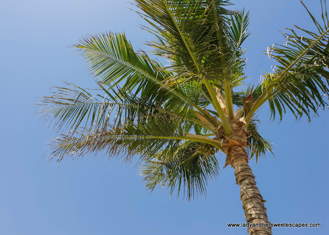 fujairah rotana resort palm tree