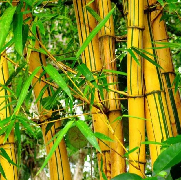 Di beberapa daerah, daun bambu kuning merupakan obat tradisional untuk mengobati demam atau panas pada anak-anak