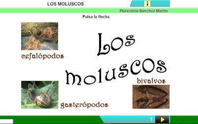 http://www.ceiploreto.es/sugerencias/cplosangeles.juntaextremadura.net/web/curso_3/naturales_3/moluscos/moluscos.html