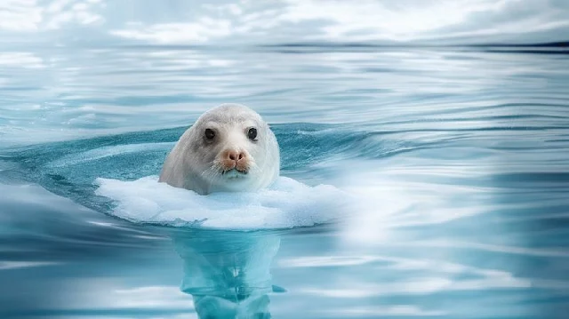 Los investigadores utilizaron sedimentos recogidos en el Pacífico Sur, depositados hace hasta 5,3 millones de años, para reconstruir la velocidad media de la corriente marina circumpolar antártica en el pasado. Este enfoque innovador proporciona una visión histórica única de cómo ha variado la velocidad de la corriente en respuesta a los cambios climáticos a lo largo de millones de años.