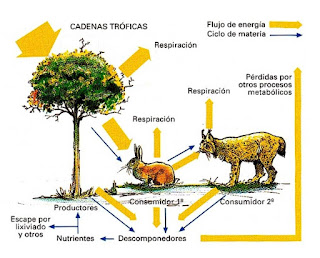 Resultado de imagen para FLUJO DE ENERGIA EJEMPLOS