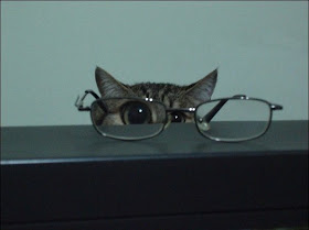 funny cat pictures, cat and glasses