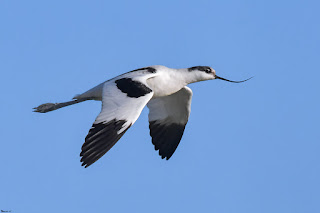 avoceta comun-recurvirostra avosetta-avoceta en vuelo-