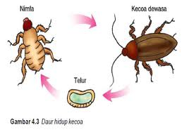  DAUR  HIDUP  HEWAN  Metamorfosis  sempurna dan metamorfosis  