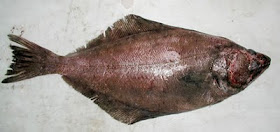 Fish Index: Arrowtooth Flounder (Atheresthes stomias)