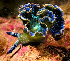 Colores y formas, expresiones de vida