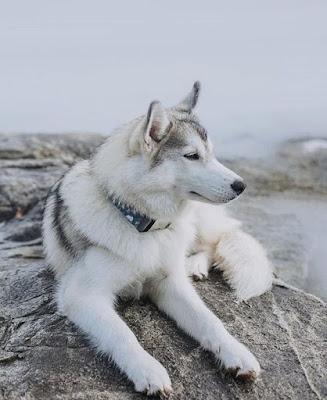 Siberian Husky